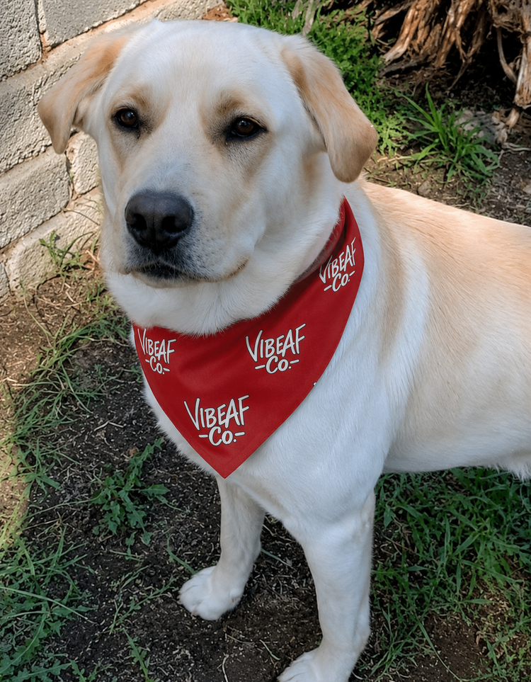 VibeAF-For-Pets